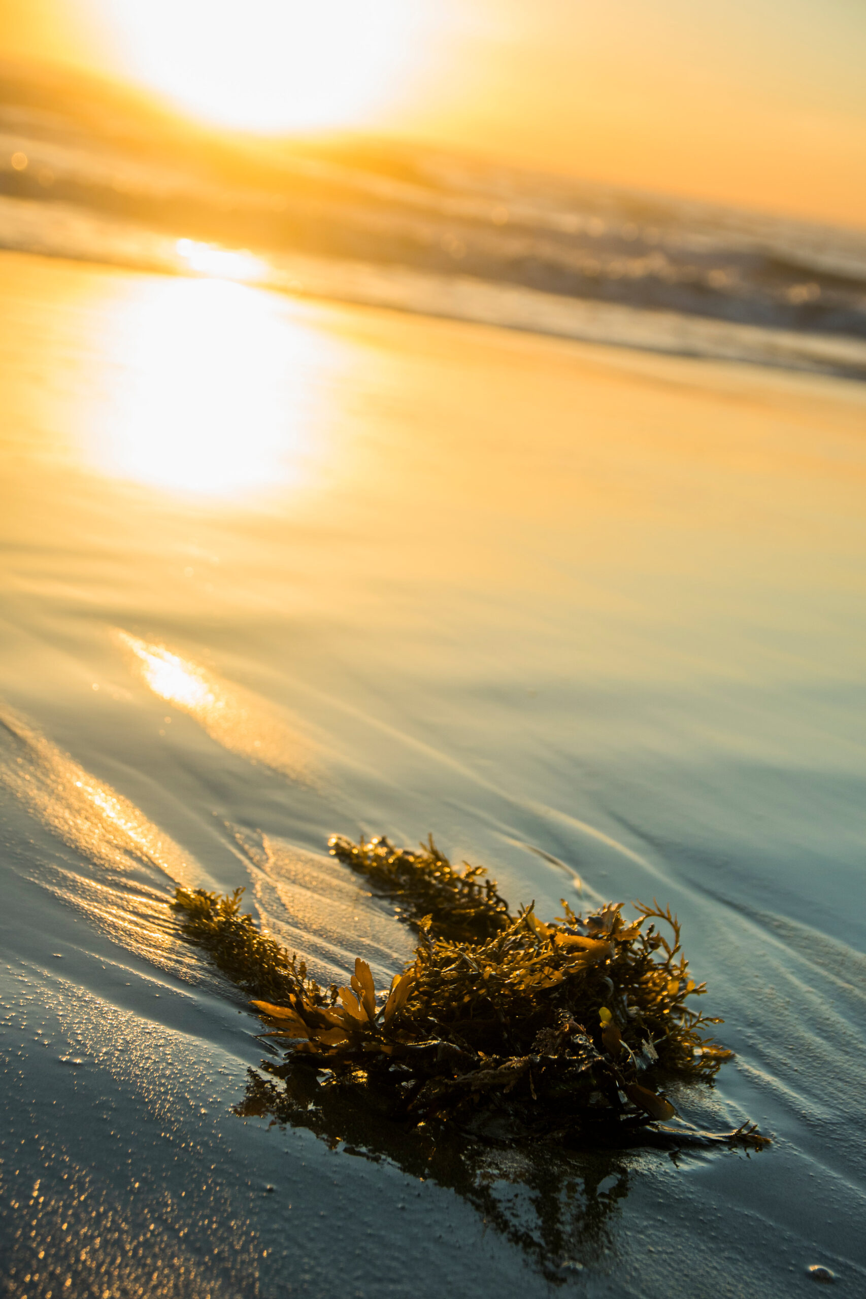 alga dal tramonto